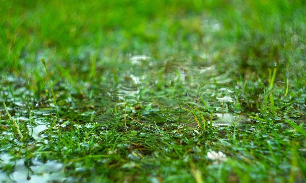 What Are the Most Common Landscape Drainage Problems?